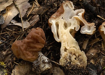 Riesenlorchel (Gyromitra gigas) - © Heinz Prelicz
